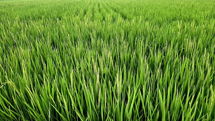 중복3.jpg