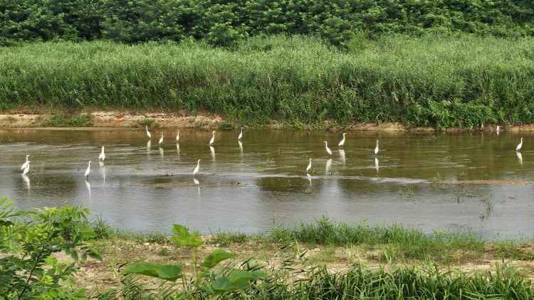 하지3.jpg